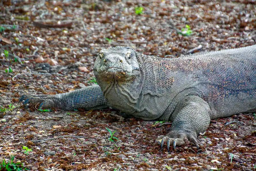 A large Komodo dragon stares straight at the camera with claws bared during our Komodo islands tour.