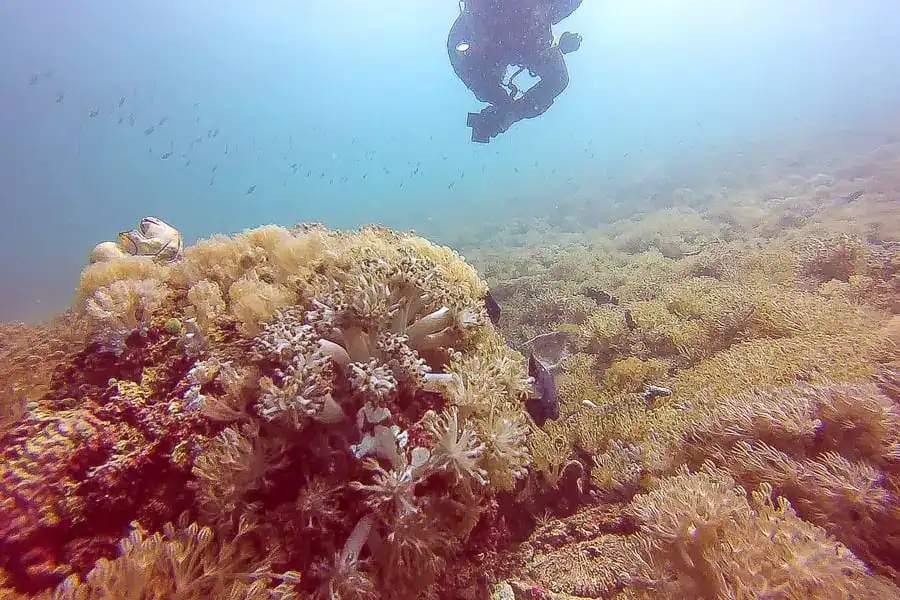 A scuba diver exploring the sea floor and finding a frogfish at Wainilu, one of the macro sites on our Komodo tour.