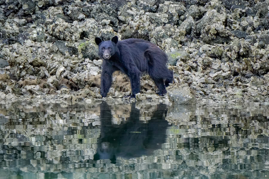 A black bear looks directly at the camera on a Ucluelet bear watching trip – a highlight of our Vancouver Island road trip.