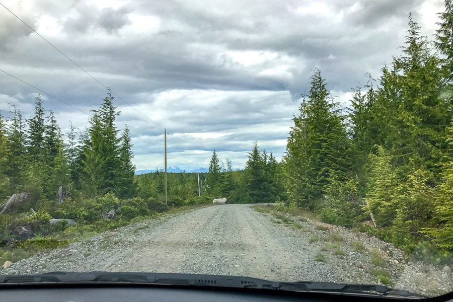 An unsealed logging road weaves through forest on the northern section of our Vancouver Island road trip.