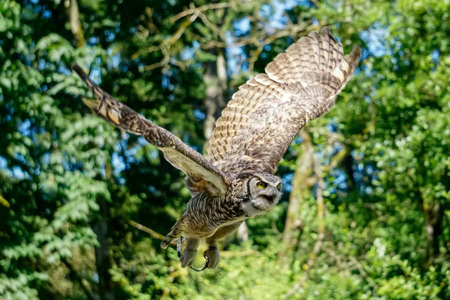 A flying owl with spread wings at The Raptors – one of the best places to visit on Vancouver Island for bird nerds like us!