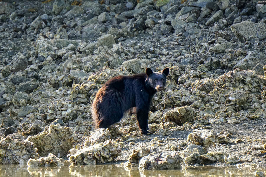 A black bear forages along the shore on our road trip to Vancouver Island.