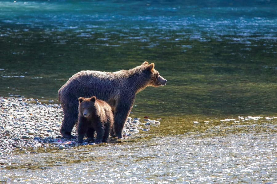 A grizzly bear and cub standing by a stream – bear watching on Vancouver Island is the highlight of many people’s visit.