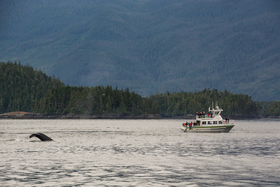 A tour group whale watching from Vancouver Island gets treated to a close encounter with a whale just offshore.