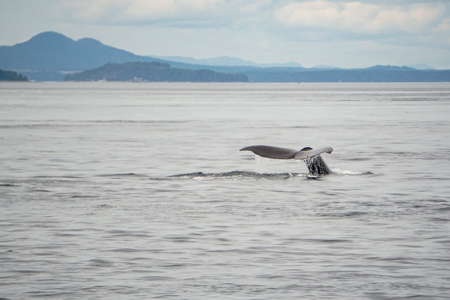 A whale dives, it’s tail dripping with water with mountains in the background during a Vancouver Island whale watching trip.