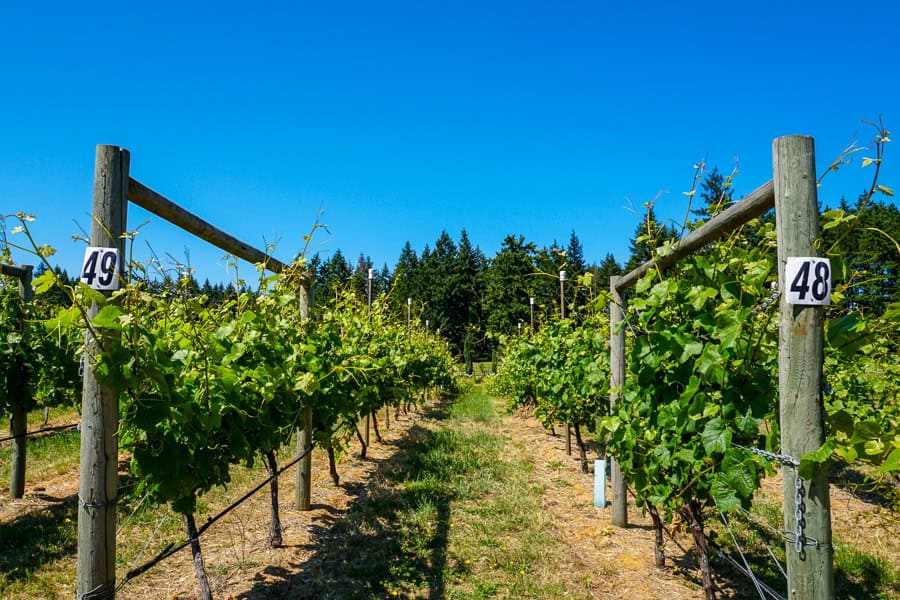 Views of the vines at a winery in the Cowichan Valley where wine tours are one of the popular Vancouver Island attractions.