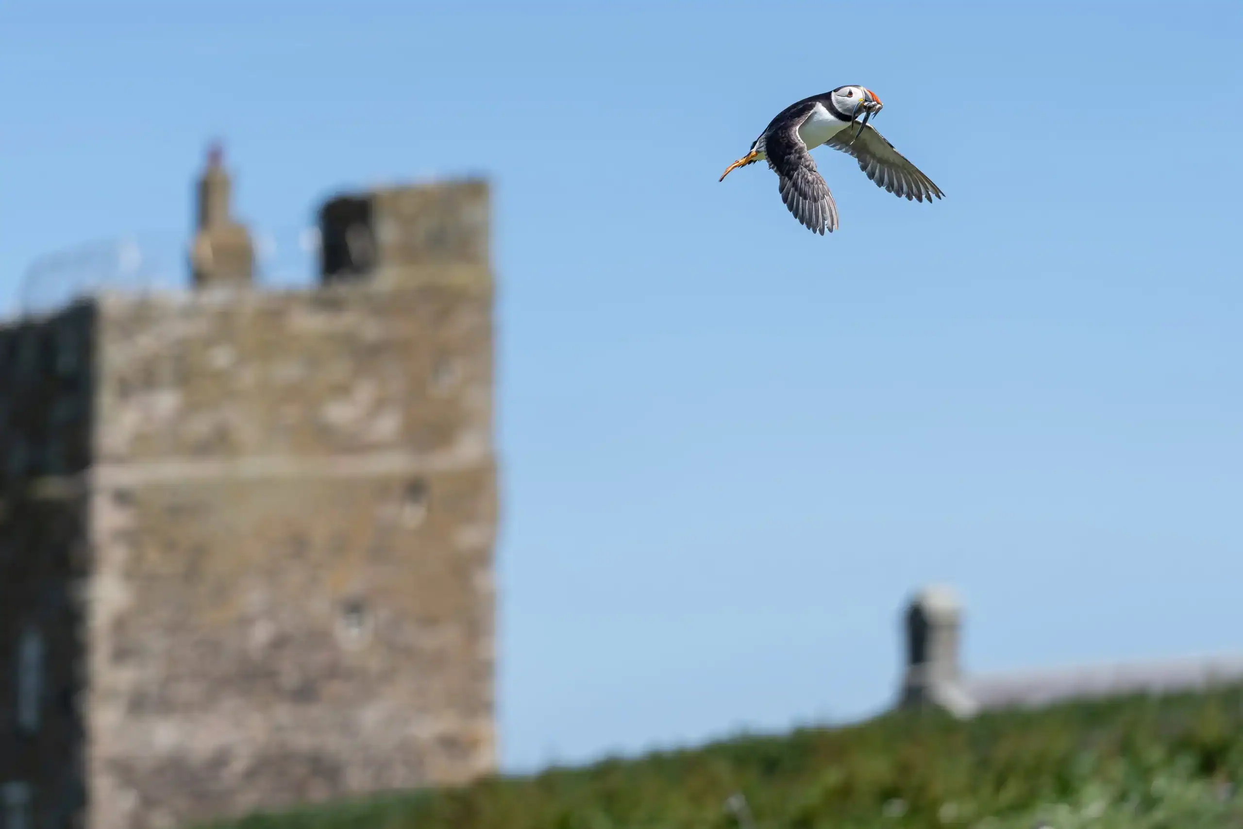 A lone puffin swoops past a building on inner Farne with a mouth full of fish on our Farne Islands boat trip