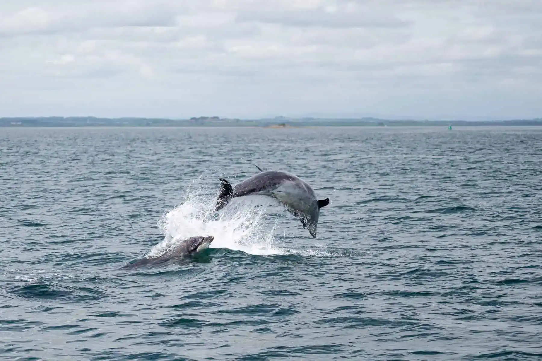 Dolphins leap from the water while following our boat to Holy Island, one of the most popular things to do in Northumberland.
