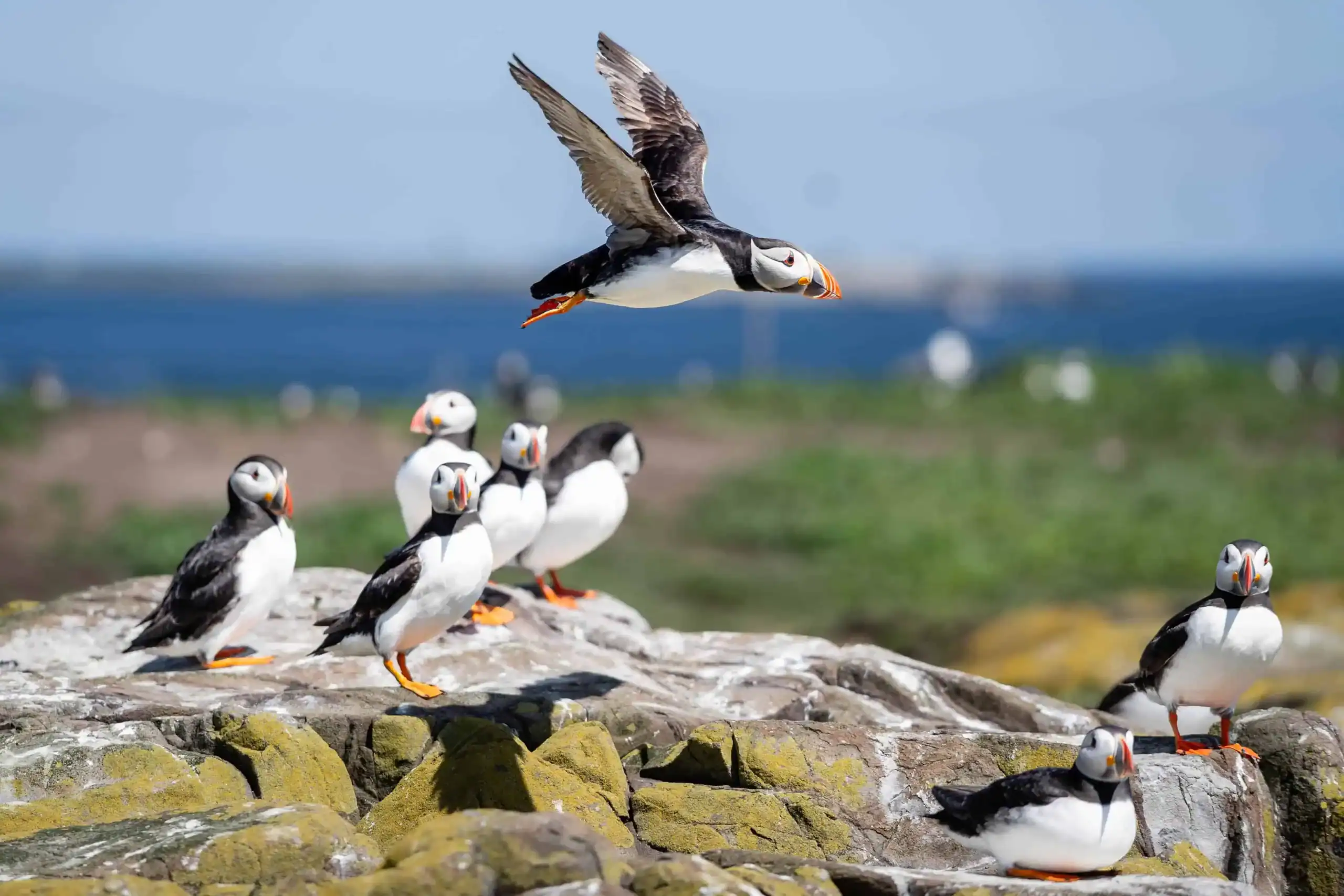 A group of puffins watches another landing on Inner Farne – a bucket list highlight of our Northumberland 250 road trip.